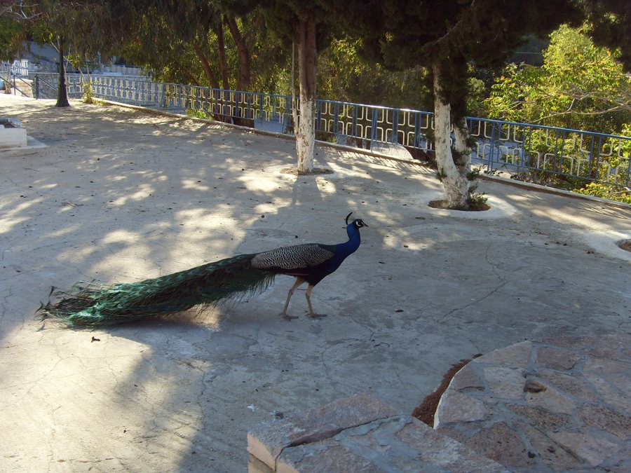 Pfau auf einem Weg in einer Parkanlage auf Rhodos