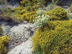 Blumen bei Lardos