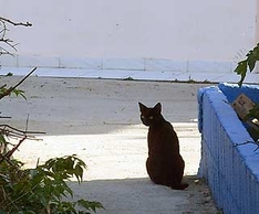 Katze auf Rhodos, Siana