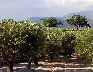 Olivenbäume Notia Rhodos